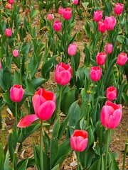 Vibrant Pink Tulips in Bloom in a Garden