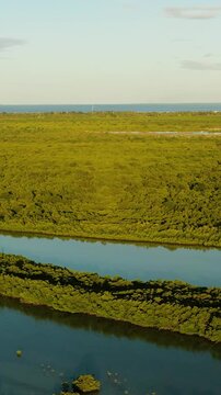 Mangrove forest in Olango Island. Wildlife Sanctuary with sunset. Lapu-Lapu, Philippines. Vertical view.