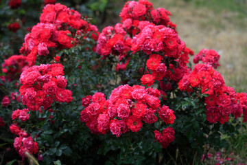 Colorful roses in summer garden