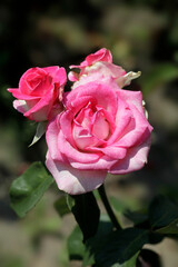 Colorful roses in summer garden