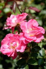 Colorful roses in summer garden