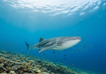 Fototapeta premium Underwater encounter with the world's largest fish, a serene whale shark with its distinctive white spots.