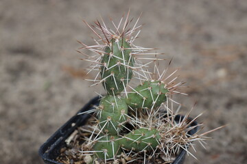 Opuntia fragilis Archeluta 2000 m opuncja kaktus