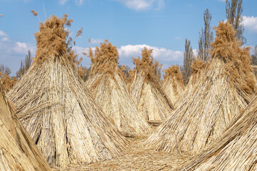 Harvested reeds are bundled together, awaiting use for thatching or construction on a sunny day.