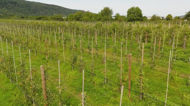 Plantation with small apple trees, red ripe healthy fruits, field of apples, harvesting in summer or autumn, agriculture farm, gardening