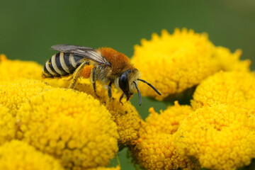 Closeup on a furry plasterer bee, Colletes daviesanus group on a Yellow Tansy flower