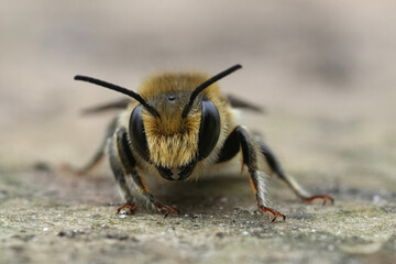 Detailed closeup on a female mining bee from the Andrena ovatula group