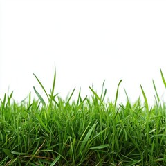 Fresh green grass blades create a vibrant nature background for spring summer designs and environmental projects
