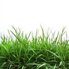 Obraz premium Fresh green grass texture background for spring designs, environmental projects, and natural landscapes