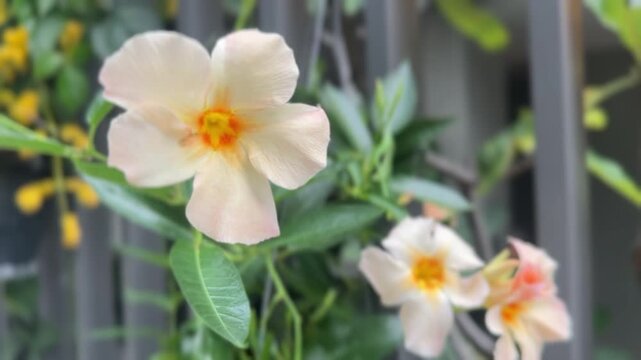 Mandevilla Sun Parasol Apricot flowers with peach petals and yellow centers in full bloom
