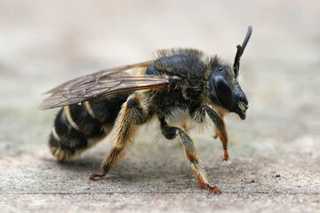 Closeup on a female purple loosestrife bee, Melitta nigricans on wood