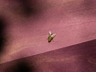A Common Housefly Resting on Purple Fabric