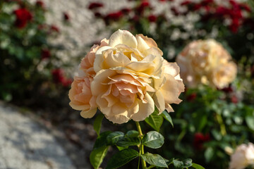 róża © wedrownik52