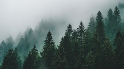 A misty forest at dusk, tall pines shrouded in fog, evoking a sense of mystery and quiet solitude.
