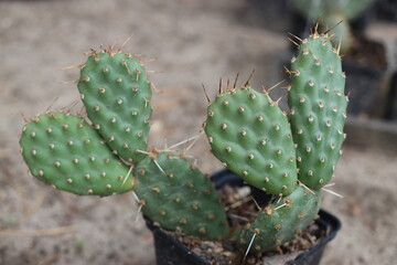 Opuntia polyacantha var. erinacea utahensis Torrey Utah pinkave opuncja kaktus © Perovskia