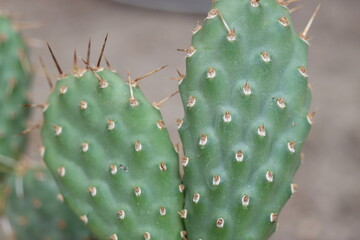 Opuntia polyacantha var. erinacea utahensis Torrey Utah pinkave opuncja kaktus
