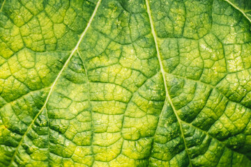 Green leaf closeup with detailed texture and visible veins. Bright sunlight highlighting natural patterns. Macro nature background showing organic structure. Fresh and vibrant foliage in summer season