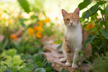 red one eyed cat in beautiful spring garden closeup photo