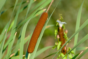 cattail ear close-up in natural setting