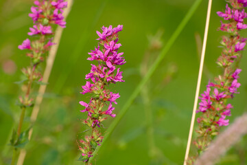 purple loosestrife (Lythrum salicaria) blossom close-up	