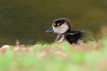 egyptian gosling by the water close-up