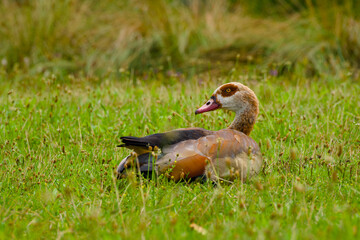 egyptian goose is resting on the green grass



