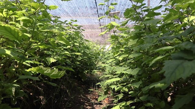 Patchouli Plant Garden in Rural Farming Area