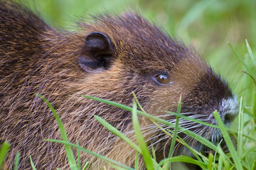 side-view close-up of a cute nutria (coypu), highlighting its furry texture and natural profile in a calm outdoor setting	