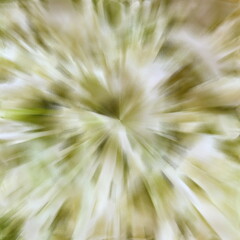 Fototapeta premium Green vegetable 