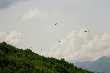 Birds Soaring Over Verdant Hillside  Vanadzor, Armenia