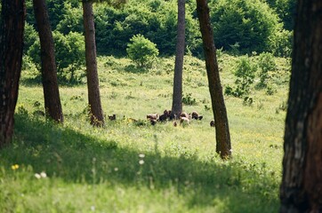 Goats Grazing Among Pine Trees in Summer &ndash; Vanadzor, Armenia