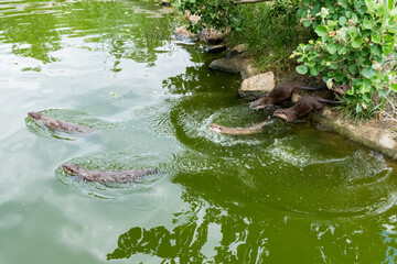 水中で遊ぶカワウソの群れ