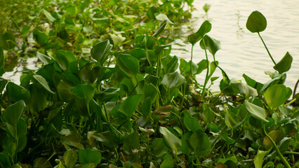 Fototapeta premium water hyacinth clumps floating on river
