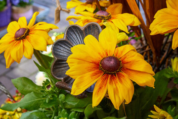 Bright yellow Rudbeckia flowers with dark brown centers and orange accents in full bloom, surrounded by green leaves and garden decor in a vibrant outdoor setting.