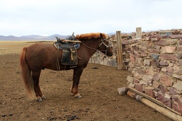 A male horse waits by the wall. The brown horse is a horse breed native to Mongolia.