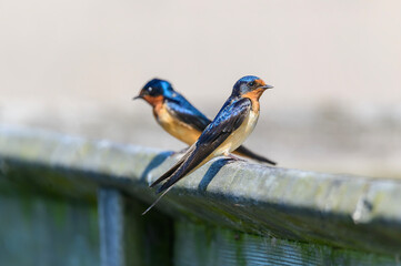 A Pair of Barn Swallows at Pointe Pelee National Park, near Leamington, Ontario, Canada.