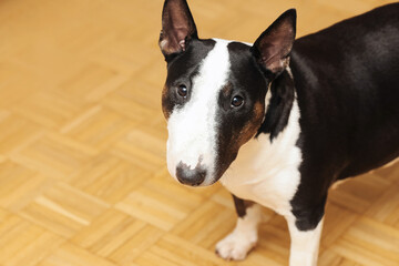 Bull terrier dog standing on wooden parquet floor. Black and white coat with distinctive head shape. Curious expression looking at camera. Indoor portrait of playful pet in home environment.