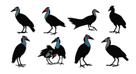 Obraz premium Variety of Knob Billed Duck Illustrations Posing Isolated on White Background Displaying Unique Plumage and Characteristics