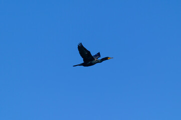 A Double Crested Cormorant in Flight at Pointe Pelee National Park, near Leamington, Ontario, Canada.