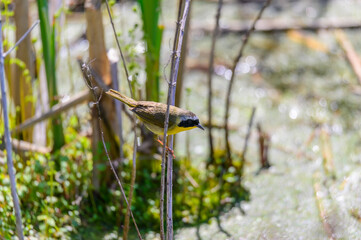 A Common Yellowthroat at Pointe Pelee National Park, near Leamington, Ontario, Canada.