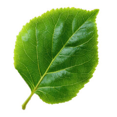 Obraz premium Vibrant green leaf isolated on transparent background