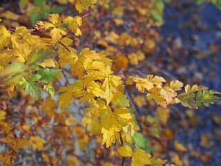 Fototapeta premium Stephanandra incisa ‘Crispa’ – golden autumn foliage of a low ornamental shrub in soft sunlight, perfect for garden borders
