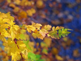 Stephanandra incisa ‘Crispa’ – golden autumn foliage of a low ornamental shrub in soft sunlight, perfect for garden borders