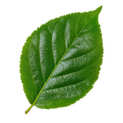 Obraz premium Vibrant green leaf isolated on transparent background