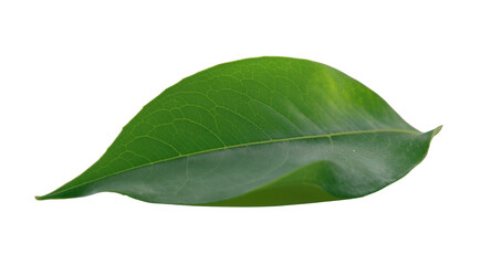 Lush Green Leaf High-Resolution Stock Photo for Commercial Use