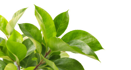 Lush Green Leaves Perfect for Your Nature-Inspired Designs