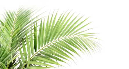Obraz premium Lush Green Palm Fronds Tropical Foliage for Design Print