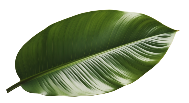 Lush Green Tropical Leaf High-Resolution Image for Design Projects