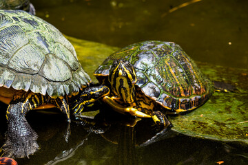 Fototapeta premium turtles 