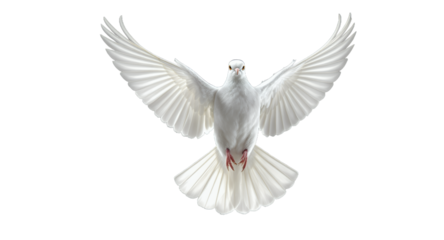 Majestic White Dove in Flight Symbol of Peace, Purity Hope